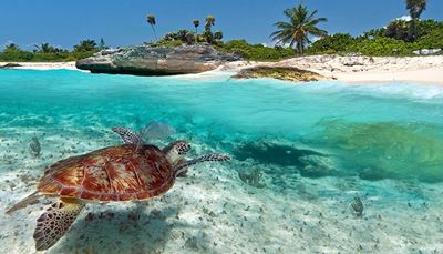 water, seabed, turtle, beach, shell, shore, ocean, sand, palm, cyan