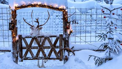 bauble, antlers, nostril, snow, reindeer, lantern, gate, garland, fir