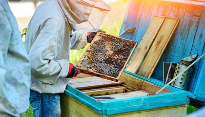 mehiläishoito, mehiläishoitaja, mehiläiset, käsineet, mehiläispesä, hunajakenno, suojamaski, savutin, kehykset, takki
