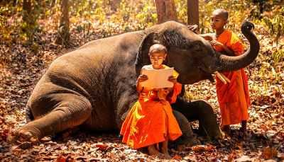 erdő, elefántormány, elefánt, olvasás, könyv, ősz, szerzetes, buddhizmus, agyar