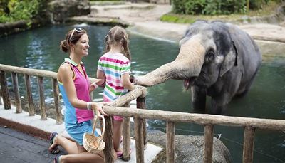 слон, посетители, хвостики, хобот, корзина, зоопарк, забор, девочка, вода