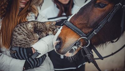 kot, ogłowie, nozdrza, rękawiczki, zwierzęta, sierść, koło, koń