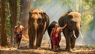 thailand, elefantentreiber, elefantenkalb, stosszahn, elefant, rüssel, stock, baum