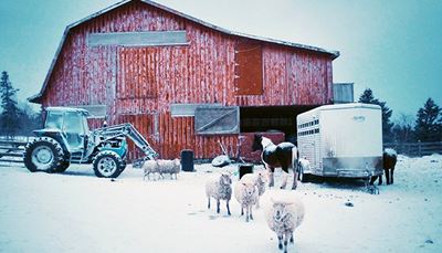 ūkis, traktorius, priekaba, kluonas, arklys, sniegas, žiema, banda, avis