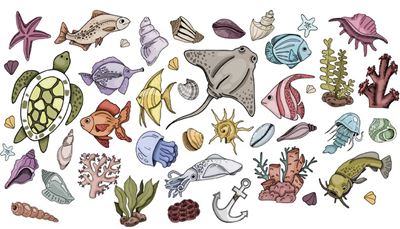 sum, muszelka, meduza, mątwy, kotwica, żółw, rozgwiazda, koral, algi, ryba