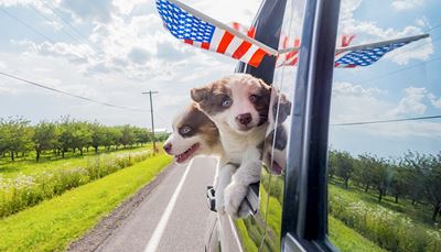 du, automobilis, amerika, atspindys, šalikelė, šuniukas, kelias, vėliava