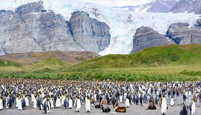 pinguin, kolonie, gletscher, küken, seebär, berg, teich, hügel