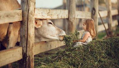 stógsiana, głowa, płot, dziewczyna, włosy, krowa, farma