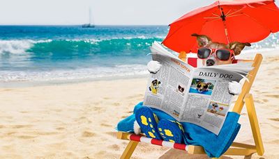újság, jackrussell, nyugszék, olvasás, tengerpart, napernyő, homok, kutya, vakáció