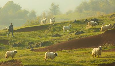 pejzaż, wzgórze, koza, pastwisko, pastuch, stado, owca, mgła