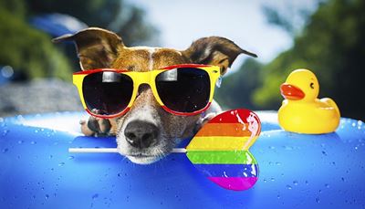 sunglasses, swimring, ears, nose, rubberduck, lollipop, drop, dog