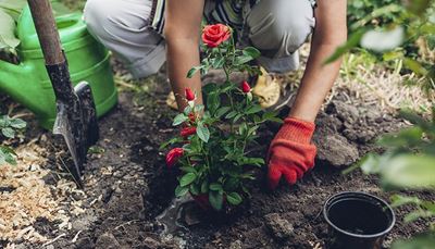 öntözőkanna, ültetni, talaj, rügy, fűrészpor, rózsa, virágcserép, cserje, ásó