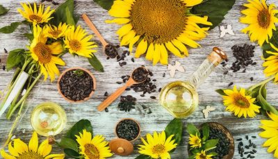 sončnica, erlenmajerica, cvetnilisti, semena, pokrov, metulj, olje, žlica, vaza, list