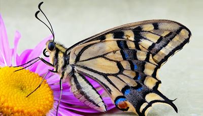 antenas, pétalo, mariposa, flor, probóscide, cabeza, boca, ala