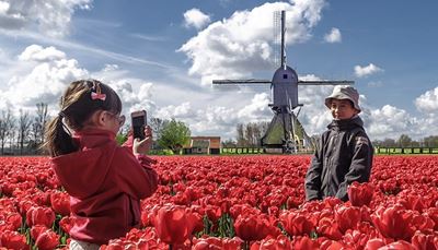 tulipan, smarttelefon, nederland, bror, søster, hårspenne, vindmølle, solhatt, hette, barn, sky