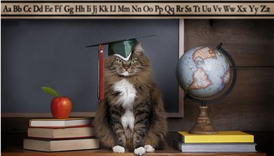 alfabet, studieboek, schoolbord, amerika, intellect, appels, globe, kwast, poot, kat