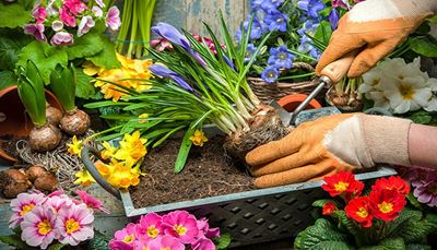 bulb, daffodil, gardener, primrose, blossom, scoop, pot, glove, roots, soil