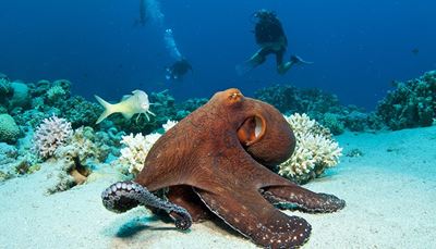 octopus, scubadiving, flippers, diver, coral, reef, seabed, tentacle, fish, bubbles, sucker
