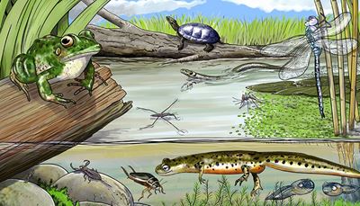 waterbug, divingbeetle, mosquito, dragonfly, tadpole, algae, nature, turtle, shell, log, pond, toad