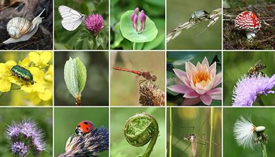 caracol, borboleta, mosquito, amanita, abelha, estame, joaninha, ondulado, nenúfar, inseto, trevo, libélula, besouro