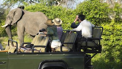green, elephant, trunk, foliage, group, tourist, safari, jeep, seat, camera, shorts, tusk