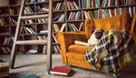 book, bookcover, blanket, library, armchair, armrest, rung, caster, shelf, pug, ladder