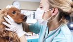 veterinarian, examination, earring, barrette, ear, gloves, clinic, muzzle, mask, cat, nose, dog, fur