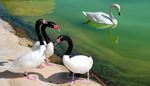 pond, reflection, webbedfeet, birds, beak, plumage, slime, swan, neck, four
