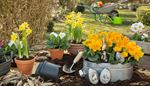 wheelbarrow, wateringcan, daffodil, flowerpot, scoop, garden, hare, pot, soil