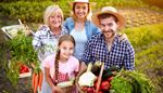 ферма, семейство, карфиол, тиквичка, моркови, репичка, плитка, леха, маруля, домат, баба