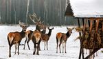 herbivores, hooves, snow, antlers, roof, feeder, herd, female, male, deer, hay