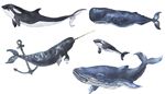 anchor, orca, spermwhale, dorsalfin, biology, whale, narwhal, mammal, flippers, fin