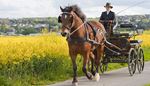 nostril, countryside, blinkers, field, coachman, yellow, harness, mane, carriage, hooves, rein, horse