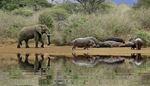 reflection, thickets, elephant, herd, hippo, pond, one, trunk, tusk