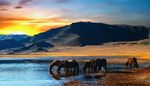 sun, sunrise, wateringhole, mountain, herbivores, ripple, horse, pond, mane, herd