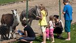feed, fencepost, barefoot, ostrich, children, alpaca, zoopark, shorts, grass, goat