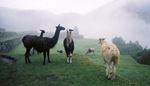 slope, pasture, mist, herd, llama, black, fur