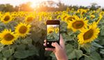 thumb, photo, smartphone, sunset, sunflower, petals, display, leaf, pinky, field