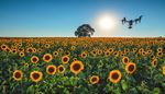 sky, sunflower, blossom, horizon, drone, field, tree, sun