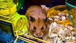ears, sawdust, petfood, whiskers, rodent, hamster, cage, pipe, bars