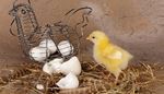 yellow, eggshell, hay, feather, metal, beak, chick, hen, wing, egg