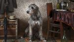 umbrella, gray, fur, tablecloth, wallpaper, carpet, wolfhound, overcoat, tableware, chairback, paw, chest, hat