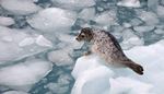 north, spots, harborseal, flippers, icefloe, ice, muzzle, water, head, paw
