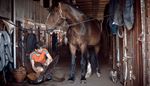 horse, horsecloth, cat, stetson, basket, stall, stable, stableman, hooves, saddle