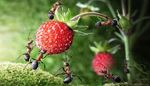 berry, strawberry, stem, moss, ant