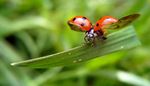 legs, ladybug, grass-blade, antennae, green, dots, wing