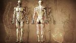 scapula, intestine, vertebra, skeleton, trachea, muscle, heart, anatomy, spine, lung, torso