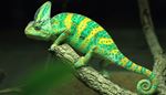 yellow, eye, chameleon, branch, scales, green, spiral, tail