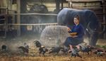 cage, cattlepen, horns, feathers, buffalo, rooster, farm, girl, hens