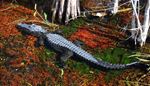 swamp, scales, crocodile, predator, slime, tail, reptile, tree